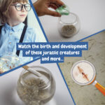 Jurassic Pets Kit II. Joc educațional furnizat cu o pungă cadou din hârtie kraft (115 g/m²), fabricat din material certificat FSC™ şi alte materiale controlate personalizat - Image 5